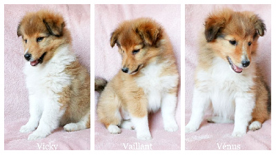 des Bergers de Sainte Anne - Shetland Sheepdog - Portée née le 17/06/2024